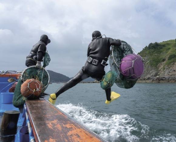 충남 보령해녀들이 전복 등을 채취하기 위해 바다로 뛰어들고 있다. 보령시 제공