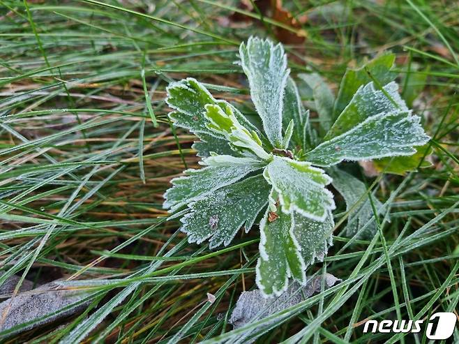 강릉시 왕산면 안반데기 일대에 하얗게 내린 서리. 안반데기 마을은 해발 1100m 고산지대로 떡메로 떡을 치는 안반처럼 우묵하면서도 널찍한 지형이 있어 안반데기라고 불린다.(뉴스1 DB)  ⓒ News1 윤왕근 기자