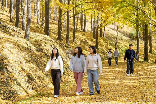 ◇은행나무숲 체험 프로그램은 하루 3회, 회당 30명까지만 참여할 수 있어 사람에 북적이지 않고 자신만의 가을 감성을 충분히 채울 수 있는 특별함이 매력 요소 중 하나다.  사진제공=에버랜드