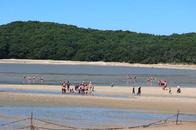 실미도 앞에서 바지락 체험을 하는 모습