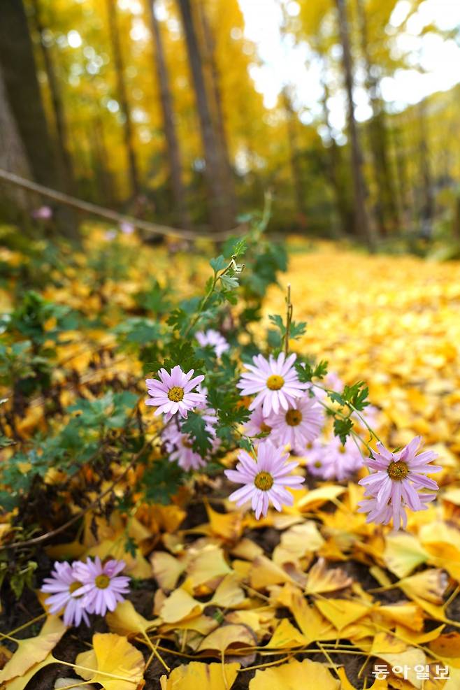 전승훈 기자 raphy@donga.com