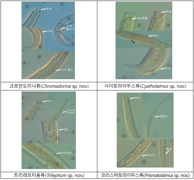 강원도 산림과 제주 바닷속 퇴적물에서 신종 선형동물 4종이 발견됐다. 국립생물자원관 제공