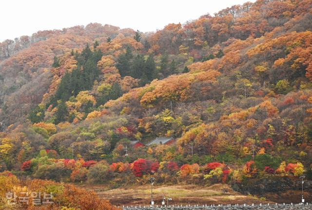 복원한 적상산 사고 주변도 단풍으로 울긋불긋하다.