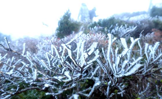 The first frost on Jeju Island this autumn is seen on Mount Halla on Wednesday. [YONHAP]
