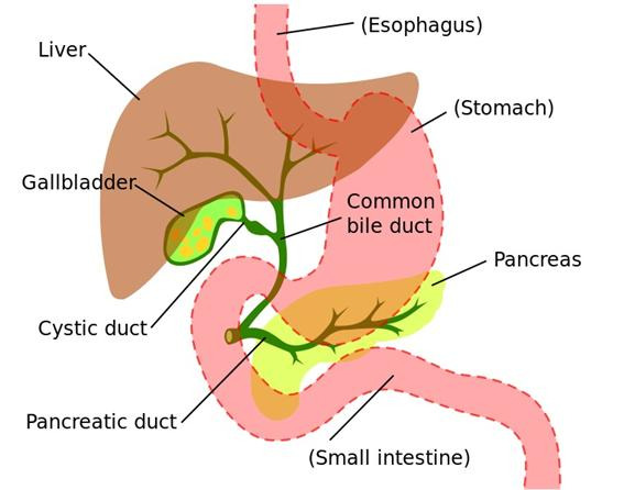 * Wikipedia, Bile duct https://en.wikipedia.org/wiki/Bile_duct [사진=송무호 제공]