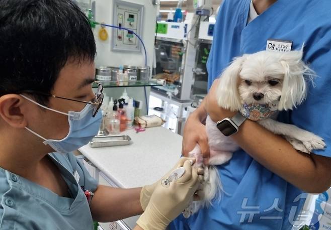 윤병국 청담우리동물병원 대표원장이 강아지에게 관절주사를 놓고 있다(동물병원 제공). ⓒ 뉴스1