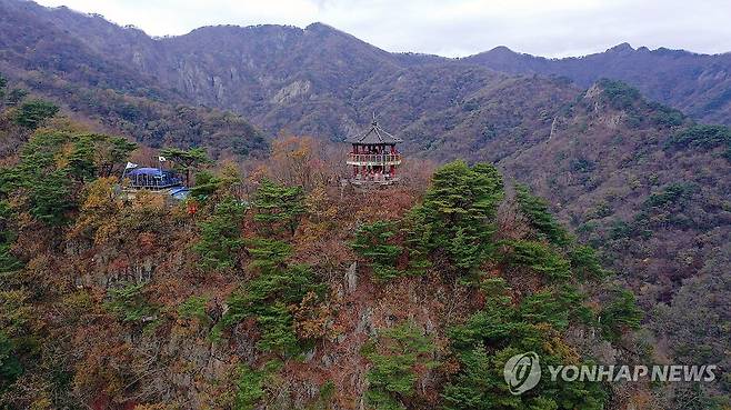 지는 내장산 단풍 (정읍=연합뉴스) 지난해 11월 10일정읍시 내장산 단풍이 하나둘씩 떨어지고 있다. [정읍시 제공. 재판매 및 DB 금지]