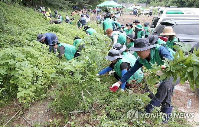 생태계 교란식물 제거 행사 [연합뉴스 자료사진]