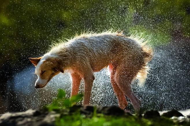 개는 몸에서 물을 털어낼 때 몸을 흔든다. 게티이미지뱅크 제공