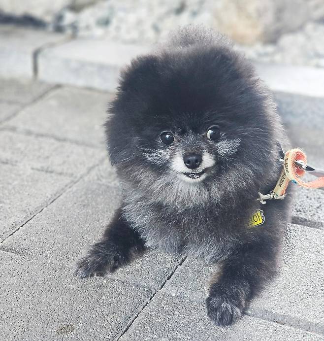 민아가 산책하다 쉬는 모습(서울동물복지지원센터 제공) ⓒ 뉴스1