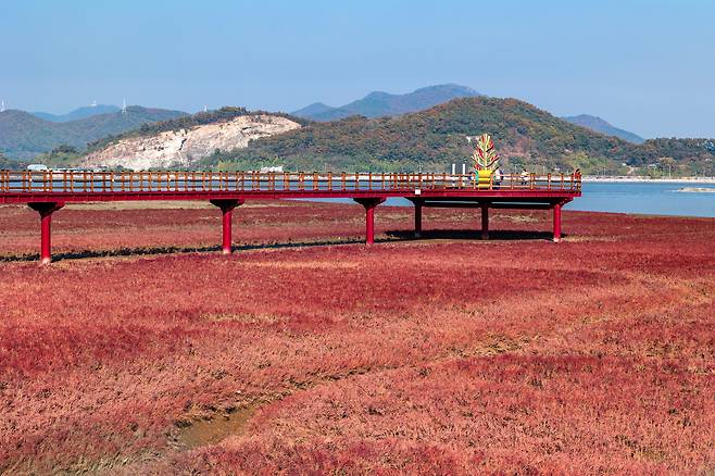 지난 10월 31일 간조 때 찾은 '석모도 칠면초 군락지'는 포도주를 뿌려놓은 듯 짙은 자줏빛을 뽐내고 있었다. 일대는 해안 공원으로 조성해 다양한 각도에서 칠면초 군락과 전망을 감상할 수 있다. / 이건송 영상미디어 기자