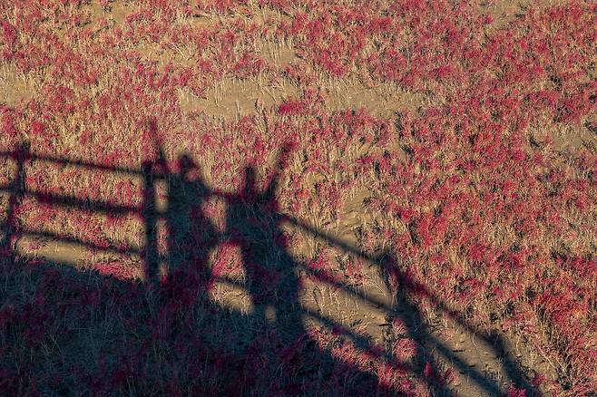 칠면초 군락지를 배경으로 전망대에서 그림자 사진을 찍어보는 것도 재미있다. / 이건송 영상미디어 기자