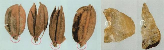 낟알과 벼 이삭 지경을 연결하는 소지경이 잘린 흔적(왼쪽)과 낟알을 떼어낼 때 홈날연모가 사용된 흔적(오른쪽)은 청주소로리볍씨가 순화벼임을 보여주는 강력한 증거다.Plants 제공