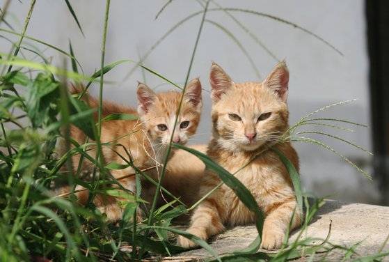 엄마 여리와 꼬미  [사진 이용한]