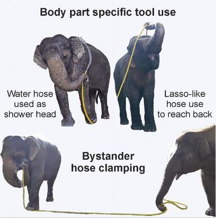 코로 고무호스를 정교하게 조작하면 샤워하는 코끼리 [Current Biology / Urban et al. 제공. 재판매 및 DB 금지]