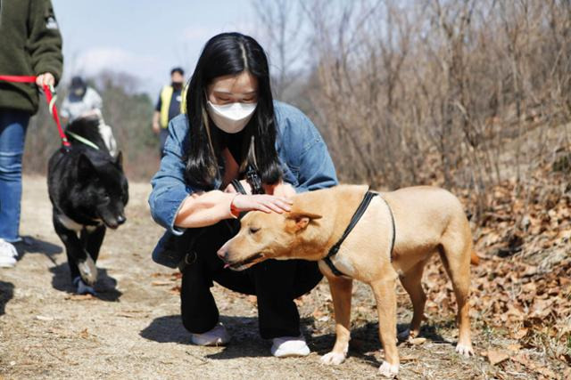 산책 봉사를 나온 시민의 손길을 즐기는 완두(6세, 수컷). 완두는 평생 가족을 기다리고 있다. 팅커벨프로젝트 제공