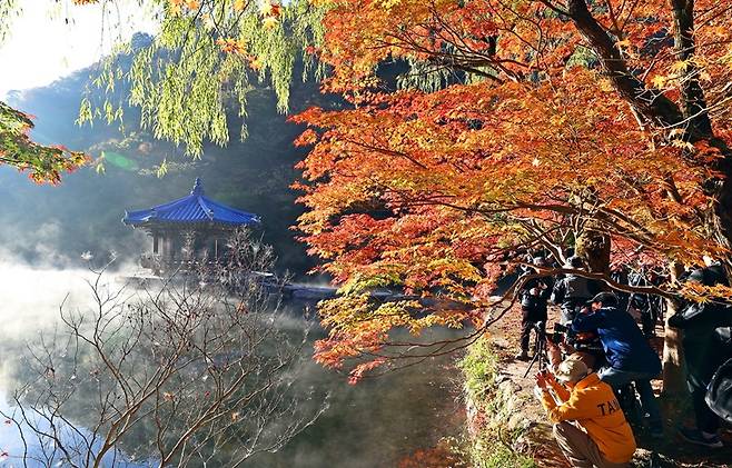 내장산 우화정에 붉게 물든 단풍 (사진= 정읍시)