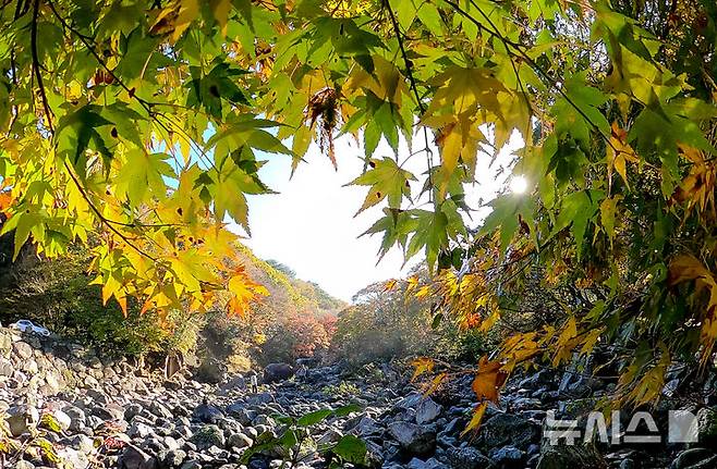 [제주=뉴시스] 우장호 기자 = 늦가을이 깊어가는 11일 오전 제주 한라산 천아계곡에 단풍이 물들어가고 있다. 절기상 입동이 지났지만 올해 이례적인 늦더위 탓에 한라산 단풍도 일주일 이상 늦게 절정을 맞고 있다. 2024.11.11. woo1223@newsis.com