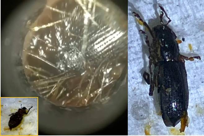 귀지를 제거하다 귓속에서 죽은 딱정벌레가 나온 사연이 전해졌다. 귀에서 나온 딱정벌레, 밀바구미 [사진='Neel Raithatha' 유튜브 영상 갈무리]