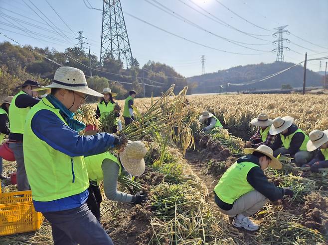 강신노 NH농협은행 리스크관리부문 부행장과 직원들이 12일 충남 서산시 한 농가를 찾아 수확철 일손돕기를 진행하고 있다. [NH농협은행 제공]