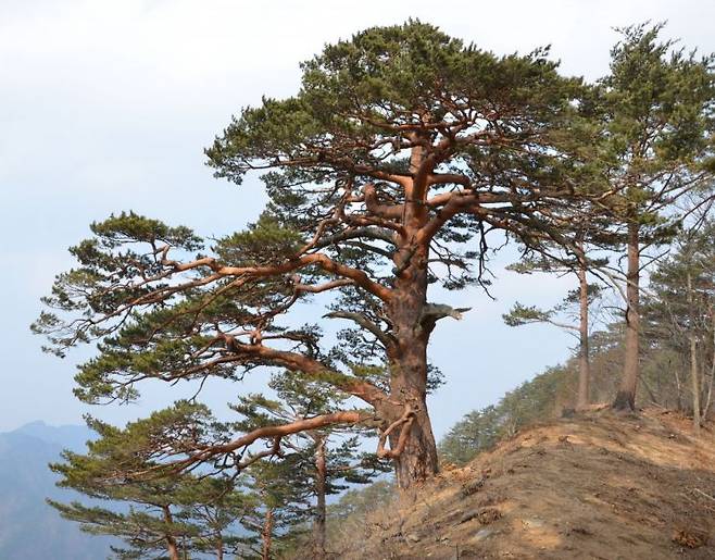 올여름 수분스트레스와 병해충 피해가 발생하기 이전에 건강했던 대왕소나무 전경. 산림청 제공