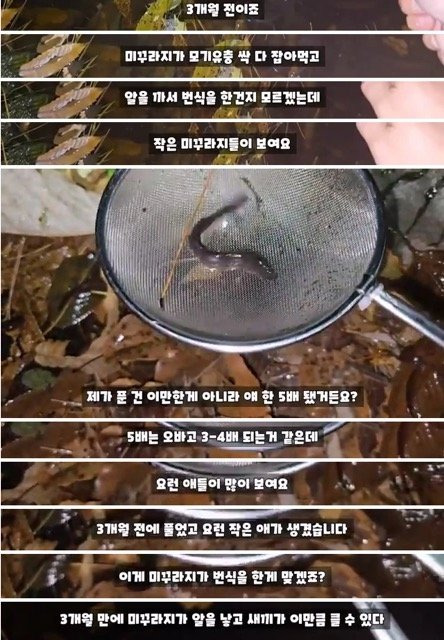 3개월전 모기 서식지에 미꾸라지 풀어놓은 유튜버