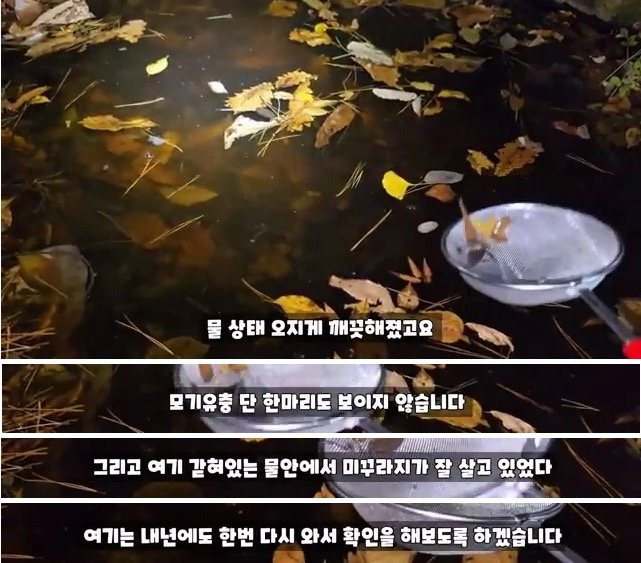 3개월전 모기 서식지에 미꾸라지 풀어놓은 유튜버