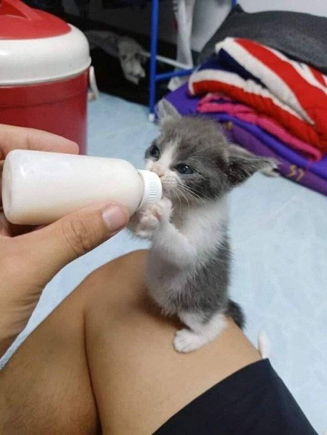 분유 다 먹은 아기고양이