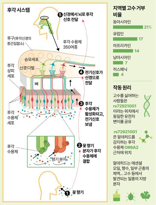 후각 시스템