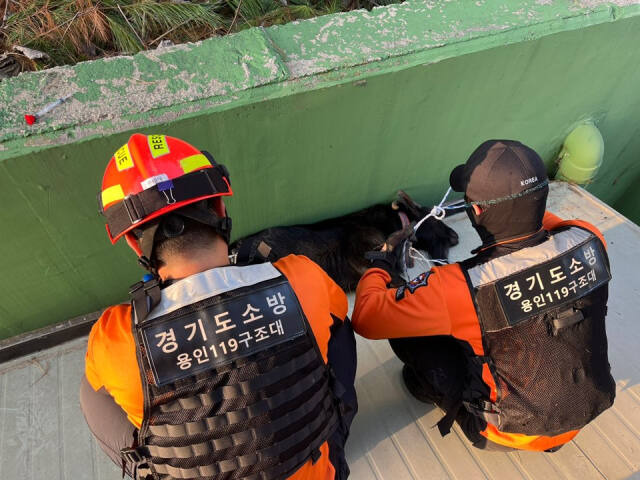 지난 12일 오후 용인시 처인구 고림동의 한 타운하우스에서 흑염소가 돌아다닌다는 신고를 받고 출동한 소방대원들이 드론을 이용해 염소를 포획한 뒤 현장을 수습하고 있다. 용인소방서 제공