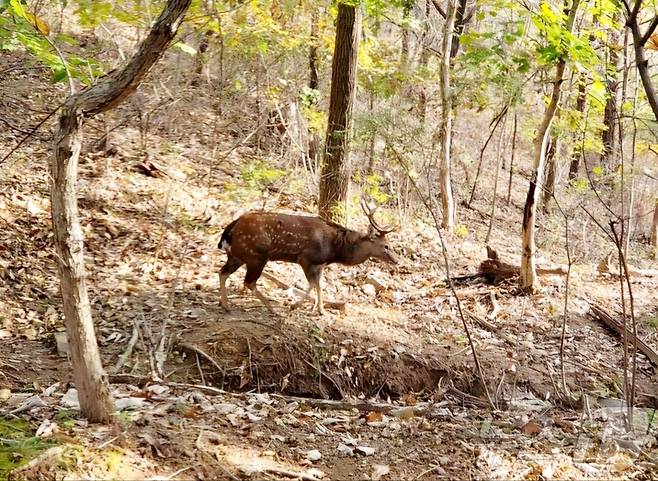 지난 9일 오후 전남 순천시 봉화산 산자락에서 꽃사슴이 일대를 거닐고 있다.(독자 제공)2024.11.14/뉴스1