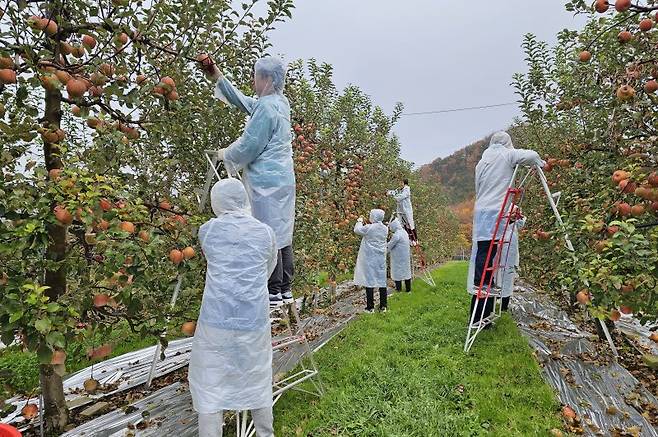 대구지방보훈청은 15일 경북 의성군 옥산면에 있는 제2연평해전 전사자 고 서후원 중사의 아버지가 운영하는 과수원을 찾아 봉사활동을 진행했다. 뉴시스