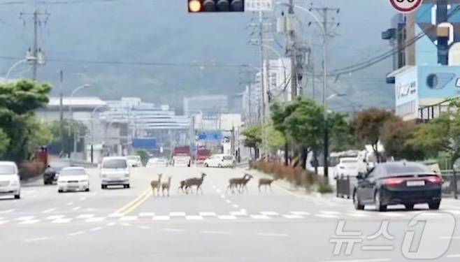 전남 순천시 용당동 한 도로에서 꽃사슴 무리가 도로를 활보하는 모습. 시기는 불확실. /사진=뉴스1(독자제공)