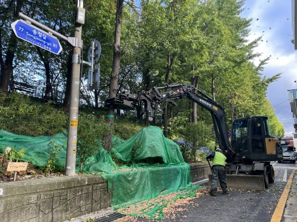 서울 성동구 직원들이 은행나무 열매를 채취하는 모습. 성동구 제공