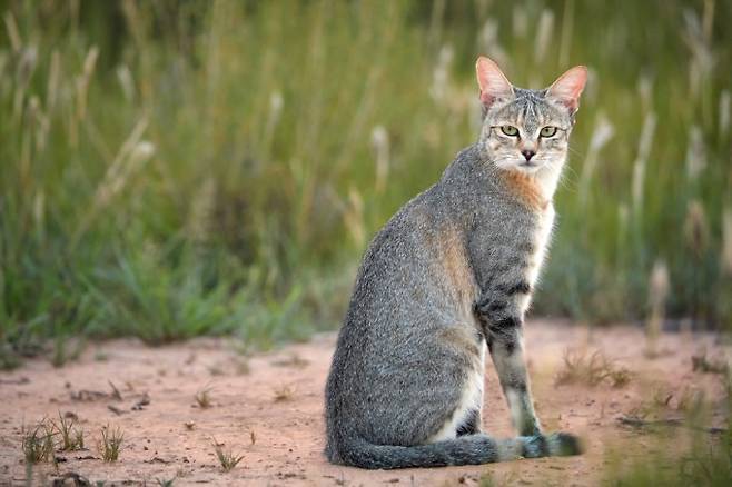 집고양이의 원종으로 여겨지는 들고양이(Felis silvestris). 들고양이와 집고양이는 사회화, 영양분 소화, 털 색을 관장하는 유전자가 다르다고 알려져 있다. 게티이미지뱅크 제공