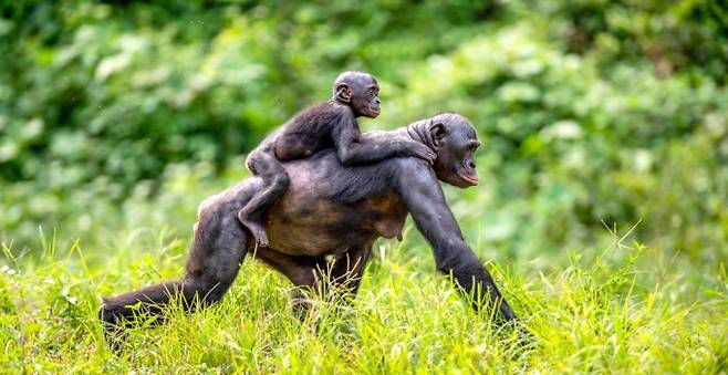 보노보는 침팬지와 함께 침팬지속에 속하는 종으로 침팬지에 비해 온순하고 가족적인 특성을 지녔다는 통념이 있다. 인간과 유전적으로 가장 유사한 영장류로도 꼽힌다. 게티이미지뱅크 제공