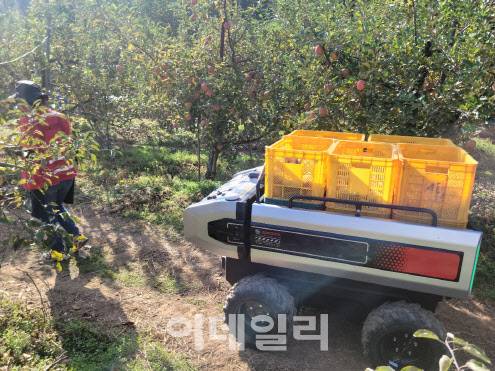 이은주 청하 농업 대표를 따라가는 대동 자율 운반로봇 (사진=노희준 기자)