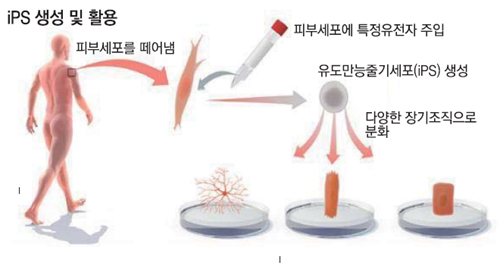 야마나카 신야 교수가 발견한 iPS 생성 및 활용