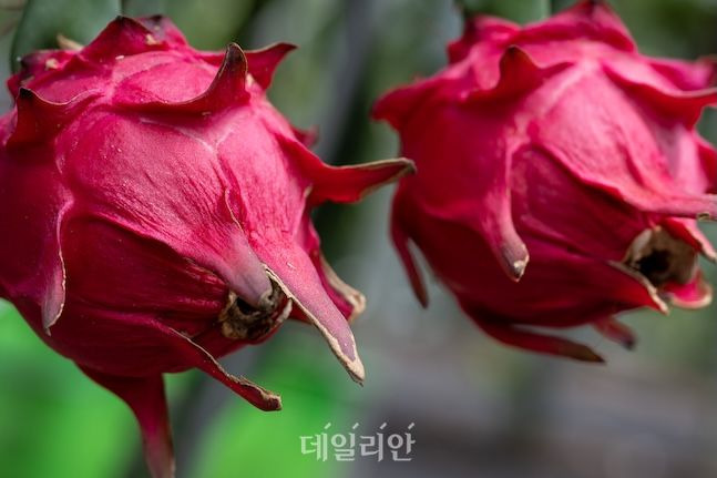 기후변화에 대응해 제주도 농가에서는 용과, 망고 등 아열대 작물로 전환이 이뤄지고 있다. 사진은 제주시 한 농가에서 재배 중인 레드용과 모습. ⓒ데일리안 배군득 기자