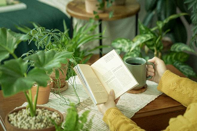 잎이 많은 식물을 기르면 실내 습도를 유지하는 데 도움이 된다./클립아트코리아