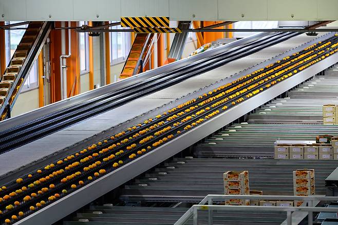 14일 제주 서귀포 남원농협 감귤거점 산지유통센터(APC)에서 감귤 선별 작업이 이뤄지고 있다. [공동취재단]