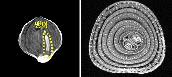 MRI로 촬영된 양파 [농진청 제공. 재판매 및 DB 금지]
