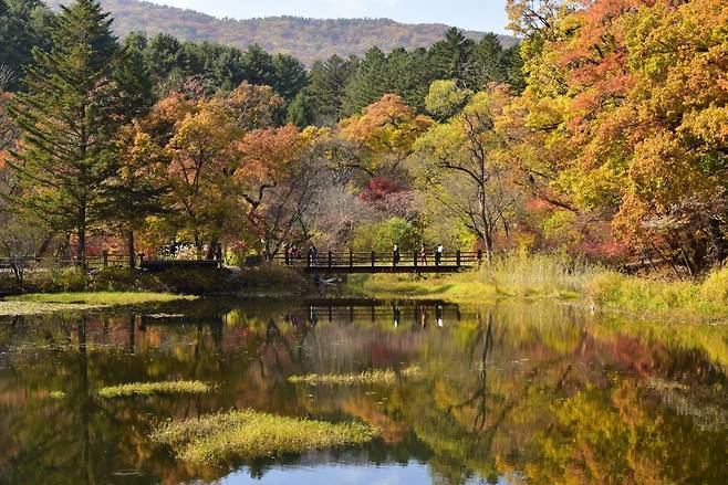 포천 국립수목원 육림호 주변의 가을 풍경                       사진제공｜국립수목원