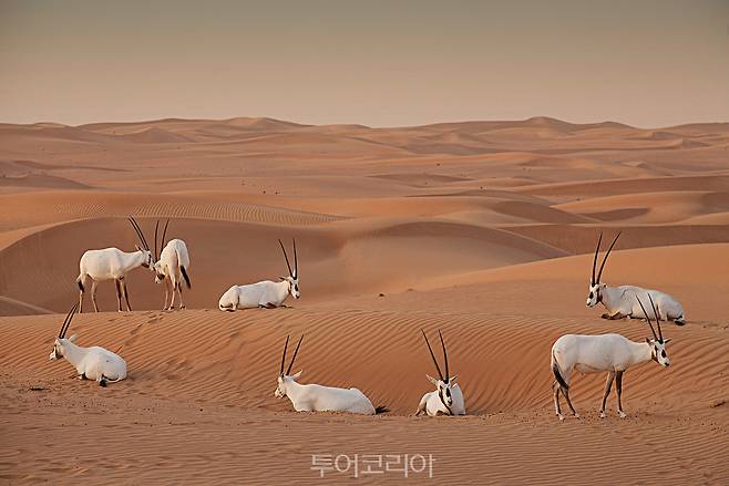 두바이 사막/사진-두바이관광청