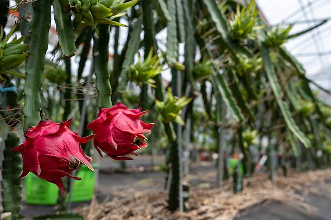 제주시 농촌진흥청 온난화대응연구소에서 아열대 작물로 용과를 시범 재배하고 있다.  [사진=공동취재단]