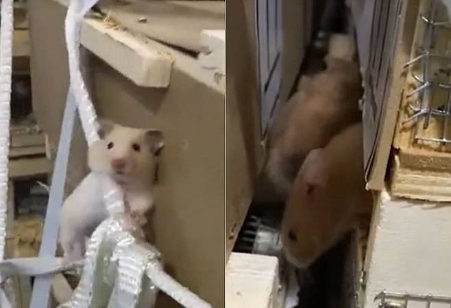 비행기 화물칸에서 우리를 탈출해 비행기를 긴급 착륙하게 만든 햄스터. /X(옛 트위터)