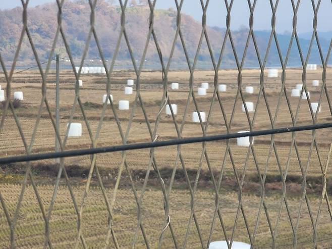 탐조단이 이동하는 왼편으로는 벼를 베어낸 논과 비무장지대(DMZ)가, 남쪽인 오른쪽엔 임진각 관광지와 흔한 시골 풍경이 펼쳐졌다. 사진은 비무장지대 쪽. 박기용 기자