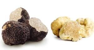검은 송로버섯(트러플·왼쪽)과 흰색 송로버섯.