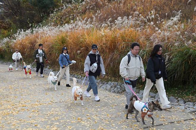 Participants and their Jindo dogs take part in the "Let’s Go for a Walk, Jindo" parade at World Cup Park in Mapo-gu, Seoul. (Photo courtesy of Naver cafe "Let’s Go for a Walk, Jindo")