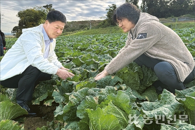 전남 해남 화원농협 김복철 조합장(왼쪽)과 윤승현 차장이 김장용 가을배추의 생육 상태를 살펴보고 있다.